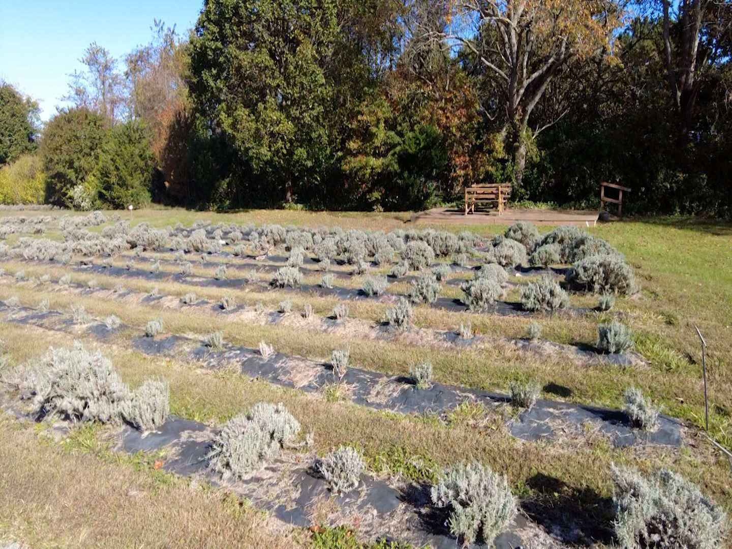 Lavender fields
